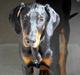 Dobermann Jessie Vitalux*R.I.P*