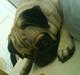 Mops Rosa