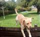 Labrador retriever Nala (hvil i fred skath<3