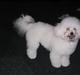 Bichon à poil frisé Fnuggi