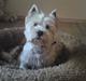 West highland white terrier Rocky "of White Roses"