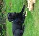 Labrador retriever Chiko