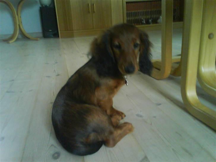 Gravhund Gustav billede 9