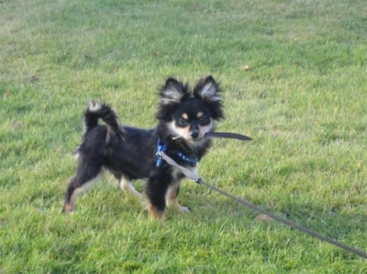 Blanding af racer Bailey - jubii en fjer billede 5