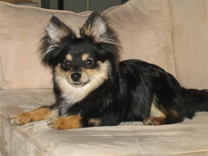 Blanding af racer Bailey billede 7