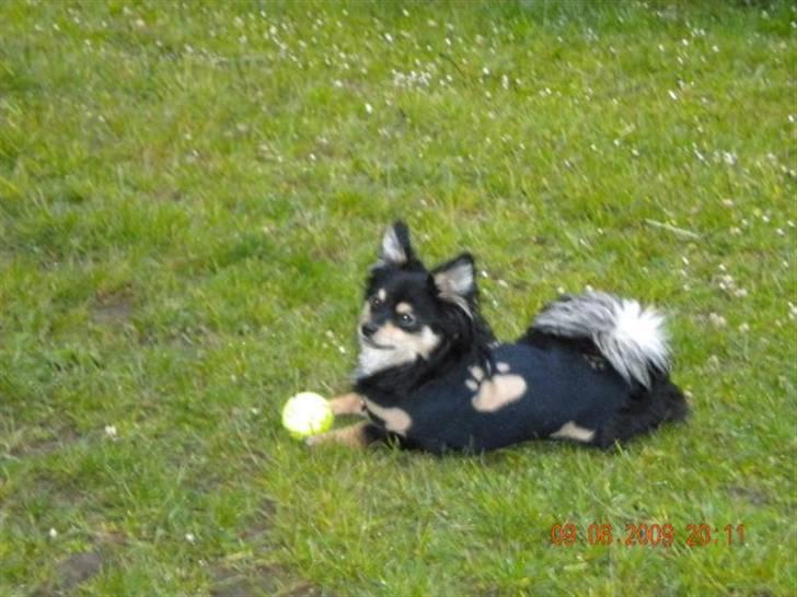 Blanding af racer Bailey billede 6