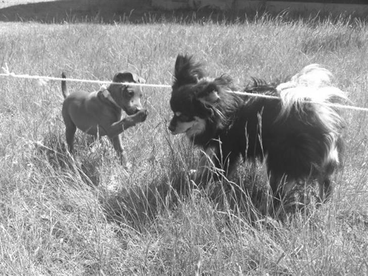 Blanding af racer Bailey - Bailey med hans legekammerat My billede 8