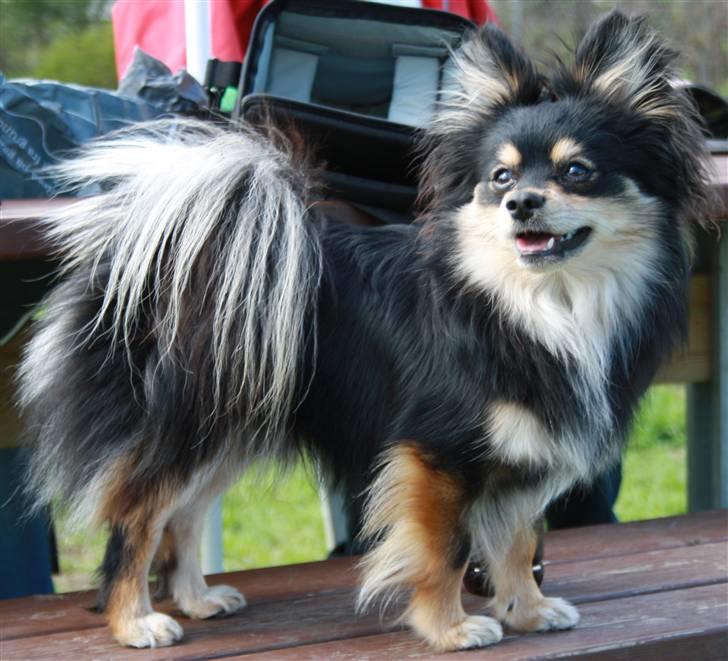 Blanding af racer Bailey - I hundegården hvor vi boede før :) billede 12