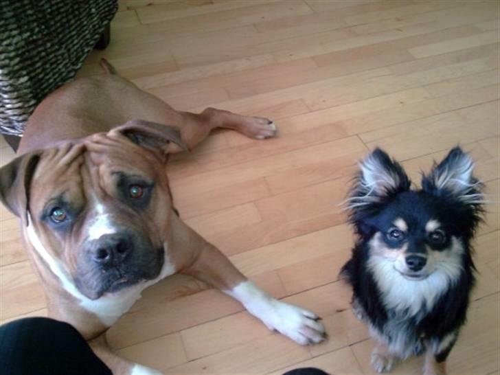 Blanding af racer Bailey - Bailey og hans ven Silas billede 9