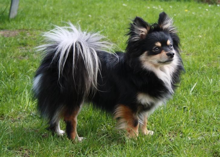 Blanding af racer Bailey - I hundegården hvor vi boede før :) billede 13