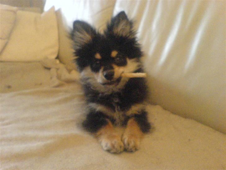 Blanding af racer Bailey - Mmmm elsker min tyggepind billede 4