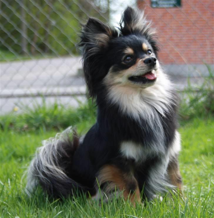 Blanding af racer Bailey - I hundegården hvor vi boede før :) billede 14