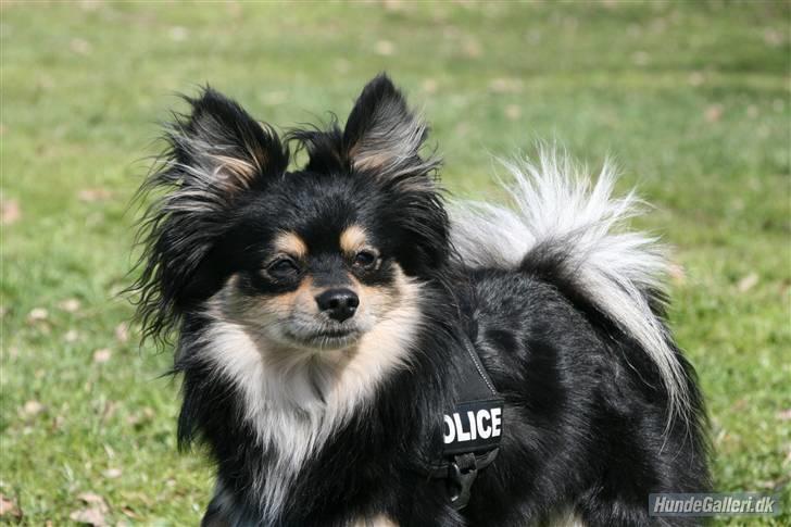 Blanding af racer Bailey - I hundegården hvor vi boede før :) billede 15