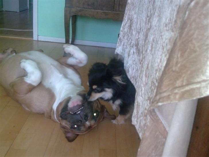 Blanding af racer Bailey - Bailey leger med Silas billede 10