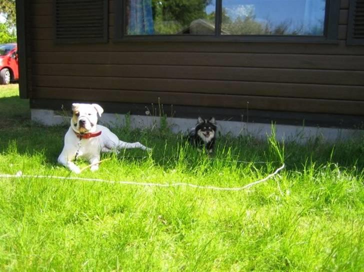 Blanding af racer Bailey - bailey og mali billede 11