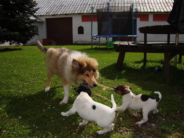 Collie langhåret Monty <3 - Monty leger med sine små "brødre og søstre" billede 16