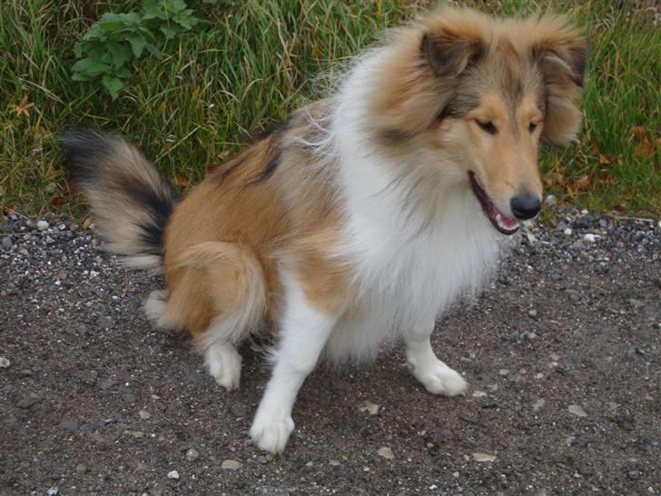 Collie langhåret Monty <3 - 5 mdr. :P billede 17