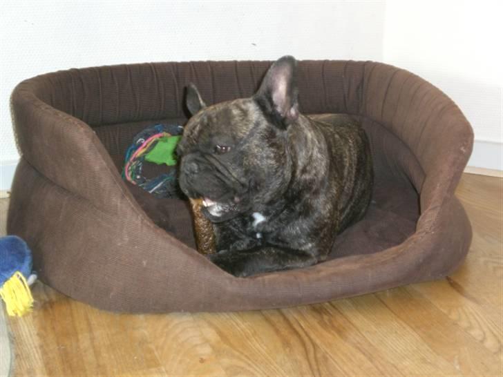 Fransk bulldog Basse - Mums! billede 9