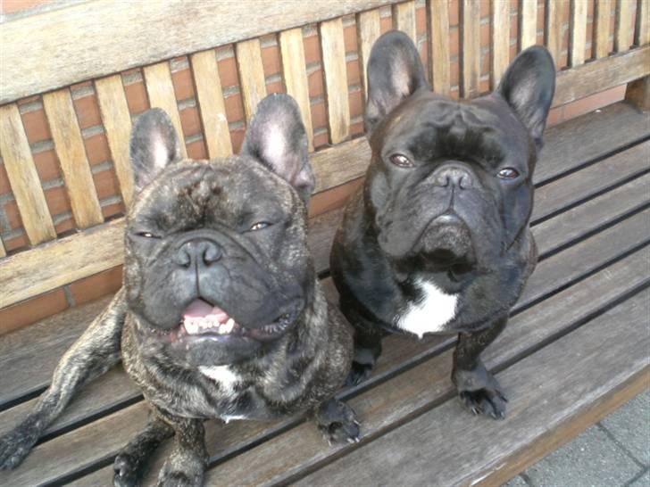 Fransk bulldog Basse - Vi kunne aldrig drømme om at lave ulykker! billede 10