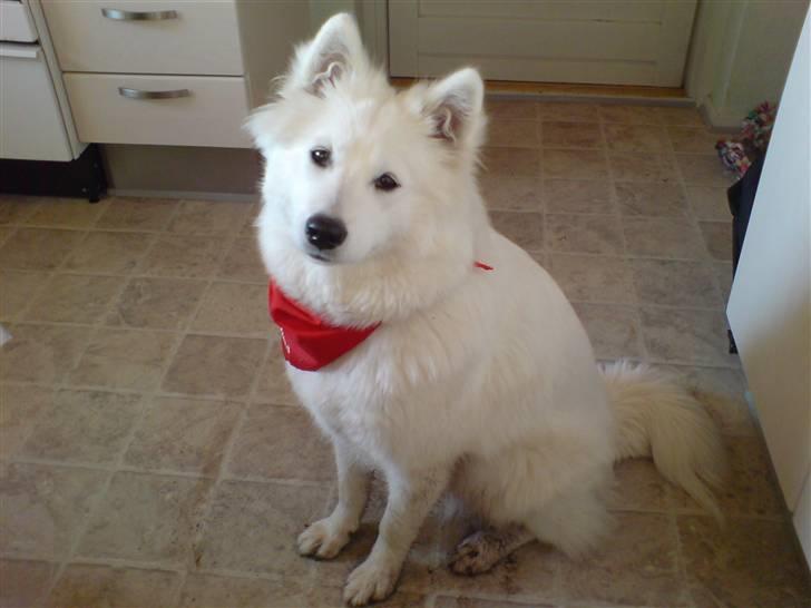 Samojedhund zenta - Her er jeg :-)  billede 1