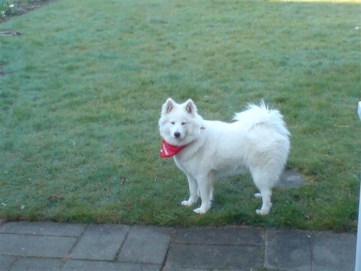 Samojedhund zenta - er ude i haven dejligt billede 2