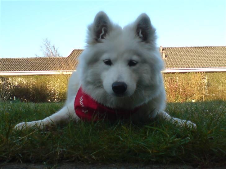 Samojedhund zenta - kom og leg med mig billede 3