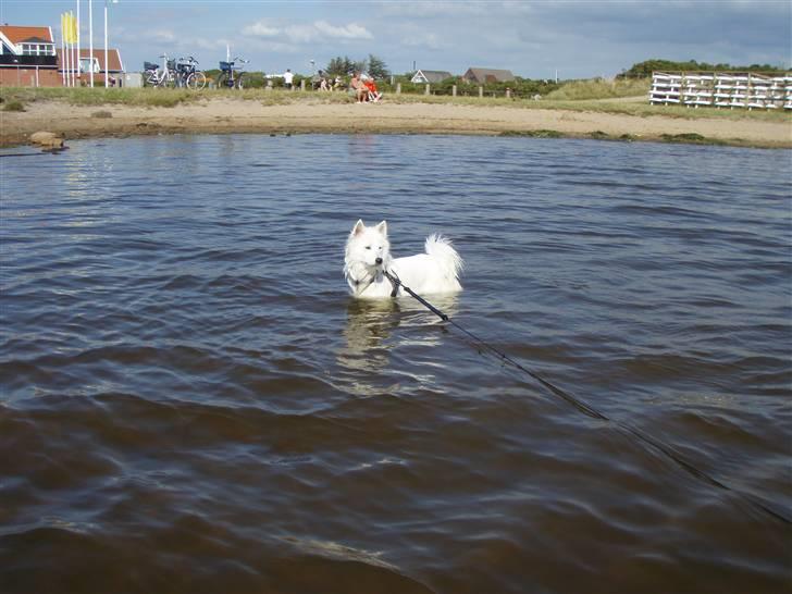Samojedhund zenta - min første sommer ferie billede 4