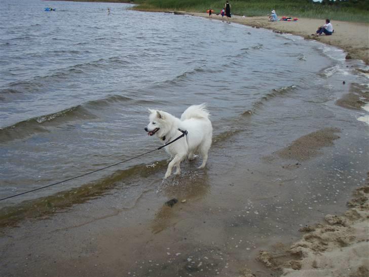 Samojedhund zenta - deter stort det her :-) billede 5