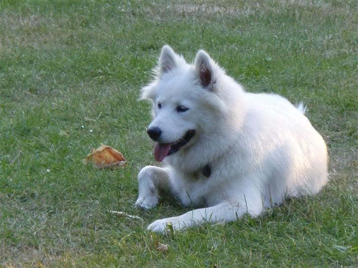 Samojedhund zenta - slapper lige lidt af billede 6