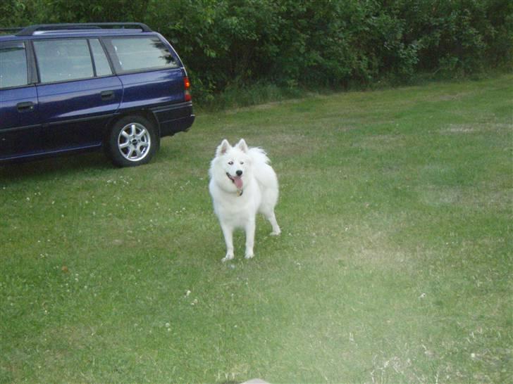 Samojedhund zenta - skal vi ud og køre ?? billede 7