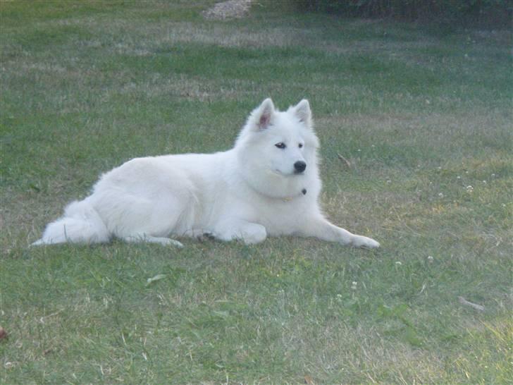 Samojedhund zenta - mon der snart sker noget :-) billede 8