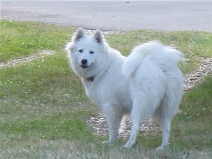 Samojedhund zenta - Jeg gå mig lige en tur alene :-) billede 10