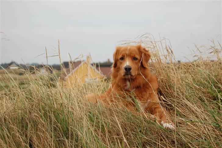 Nova scotia duck tolling retriever Tolkien billede 18