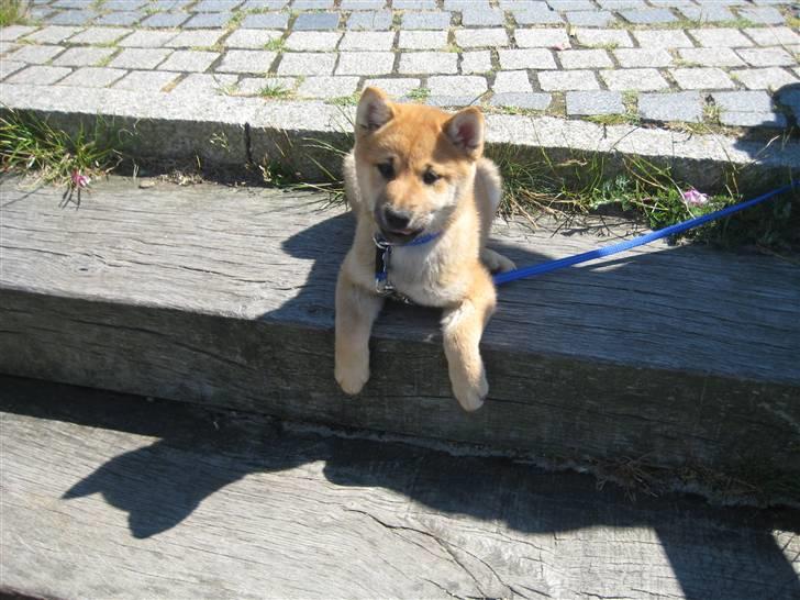 Shiba Canto krølle hale billede 4