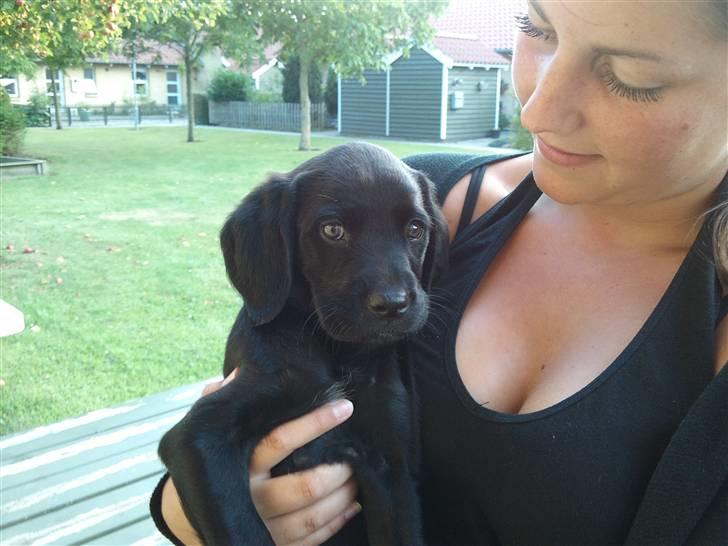 Labrador retriever / Breton Chico - lige fået ham hjem, 8 uger billede 1