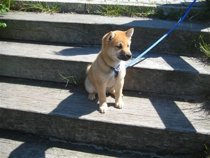 Shiba Canto krølle hale billede 6