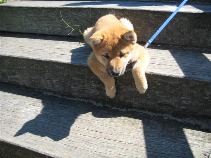 Shiba Canto krølle hale billede 7