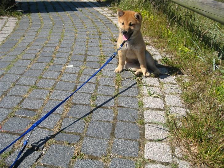 Shiba Canto krølle hale billede 8