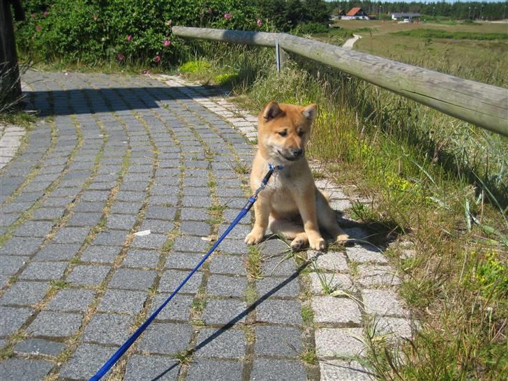 Shiba Canto krølle hale billede 9
