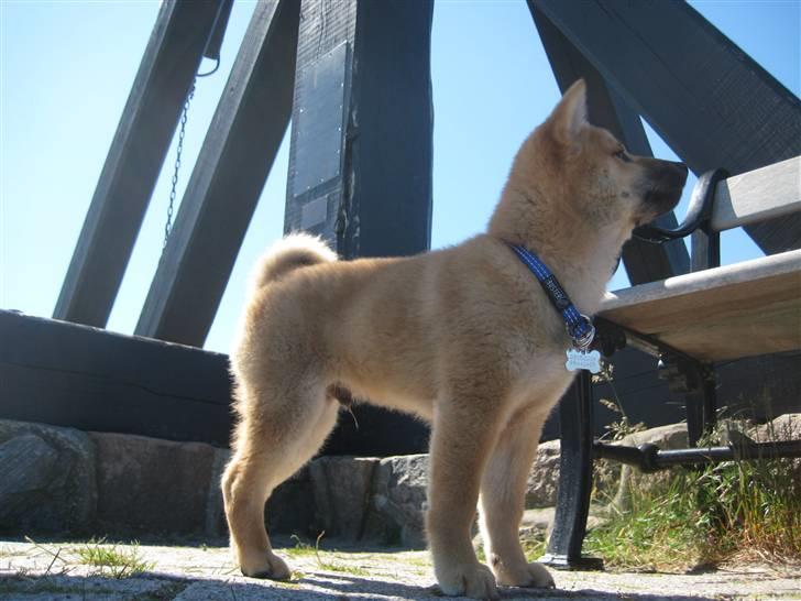 Shiba Canto krølle hale billede 10