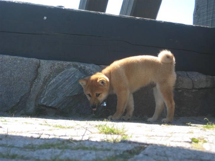Shiba Canto krølle hale billede 11