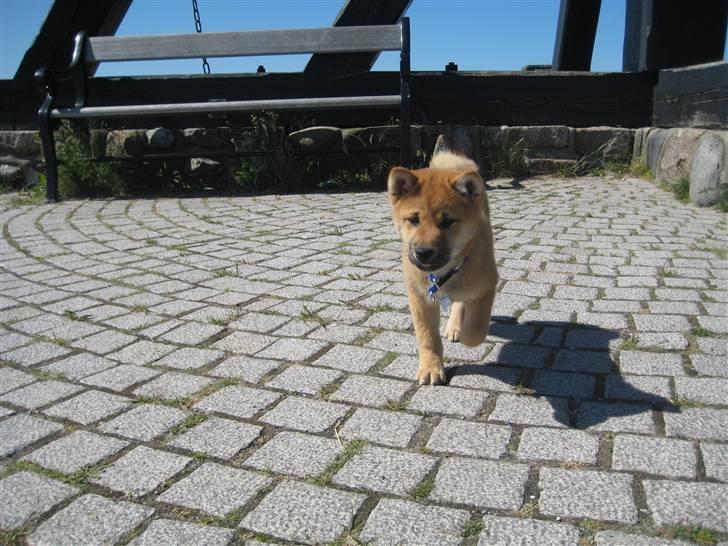 Shiba Canto krølle hale billede 12