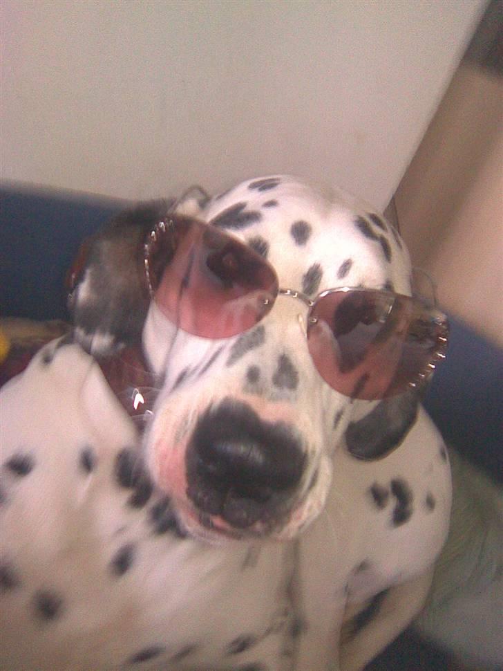 Dalmatiner Simba - Simba . - Han er cool billede 12