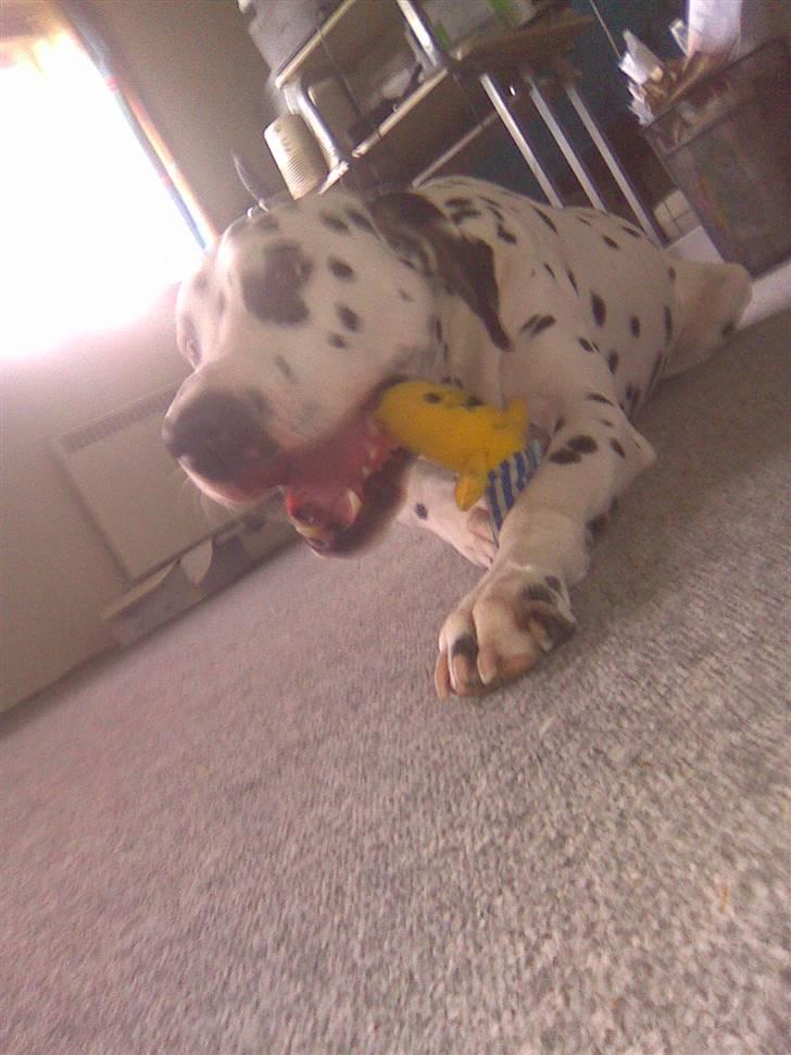 Dalmatiner Simba - bananer i pyamas - ja han kan oss qodt være sund :D hah billede 13