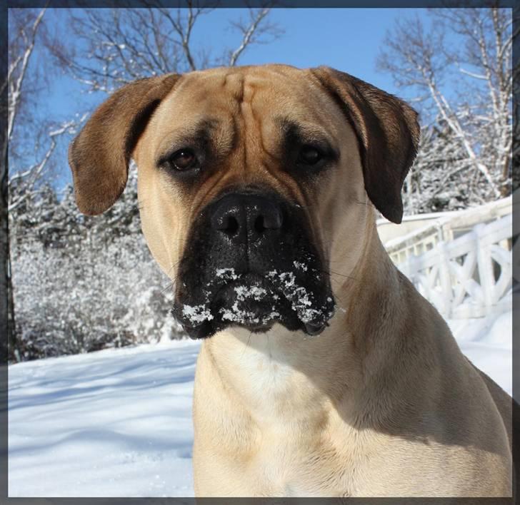 Bullmastiff Brak's One Smokin' Hot Le - totalt uskyldig! billede 17