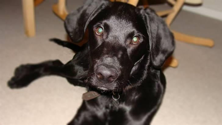 Labrador retriever / Breton Chico - 5 måneder billede 4