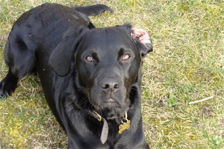 Labrador retriever / Breton Chico - 9 måneder billede 5