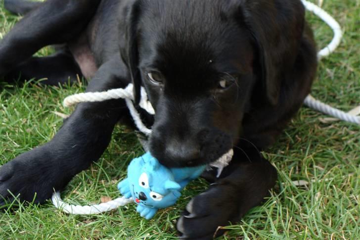 Labrador retriever / Breton Chico - 8 uger billede 6