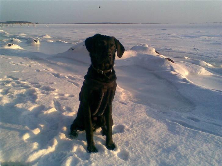 Labrador retriever / Breton Chico billede 7