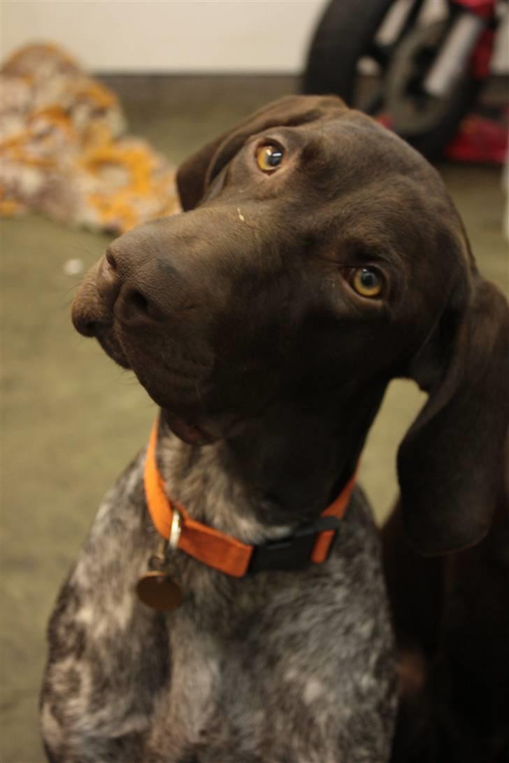 Korthåret hønsehund Søborggårds Ekko billede 25